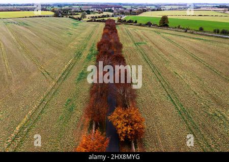 Eine lebhafte Straße aus herbstlich roten Bäumen durchschneidet die grün-braunen Cotswold-Felder. Stockfoto