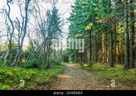 Wanderweg durch Nadelwald am sonnigen Herbstmorgen. Stockfoto
