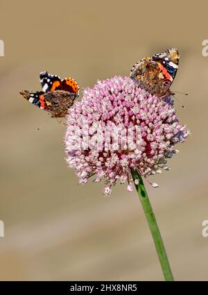 Der rote Admiral Butterfly - Vanessa atalanta. Der Rote Admiral (Vanessa atalanta) ist ein bekannter, farbenfroher Schmetterling, der im gemäßigten Europa und Asien zu finden ist Stockfoto