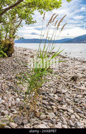 Blühende Gräser wachsen am felsigen Ufer des Loch Ness in der Nähe von Dores, Highland, Schottland, Großbritannien. Stockfoto