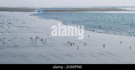 Schar von Red Land Krabben oder Fire-Red Krabben am Strand. Rote Geisterkrabben auf Sonadia Island, Kutubjom Union, Bangladesch. Stockfoto