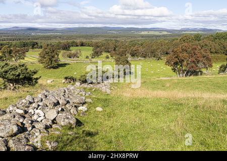 Blick nach Norden in Richtung Loch Garten von Tulloch bei Aundorach im Abernethy National Nature Reserve, Highland, Schottland, Großbritannien. Stockfoto