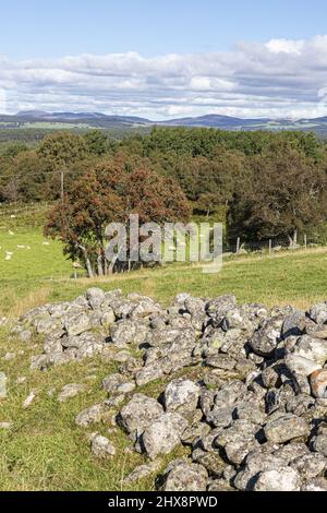 Blick nach Norden in Richtung Loch Garten von Tulloch bei Aundorach im Abernethy National Nature Reserve, Highland, Schottland, Großbritannien. Stockfoto