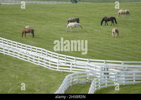 Pferde und Zäune in Lexington, Kentucky KY Stockfoto