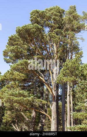 Reife Schotten Kiefern im Abernethy National Nature Reserve am Ufer des Loch Garten, Highland, Schottland, Großbritannien. Stockfoto