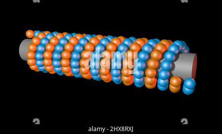 Mikrotubulus , Mikrofilament, umgeben von Atomen. 3D Darstellung rendern Stockfoto