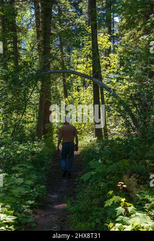 Mann, der im Sommer auf dem Waldweg läuft. British Columbia, Kanada. Stockfoto