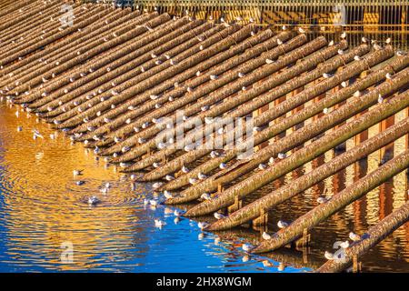 Wasservögel auf einer schützenden hölzernen Struktur auf einem Fluss. Stockfoto