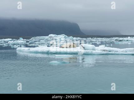 Dichtung entspannen auf einer schwimmenden Eisberg in Gletscherlagune Jokulsarlon, Island Stockfoto