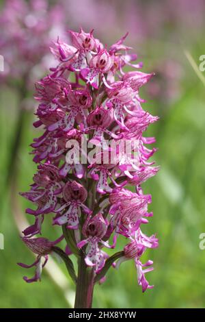 Lady x Monkey Orchid Hybrid, Orchis x angusticruris, Oxfordshire, England, Großbritannien Stockfoto