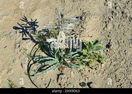 Blühende Wüstenlilie (Hesperocallis undulata) in der Mojave-Wüste in Südkalifornien Stockfoto