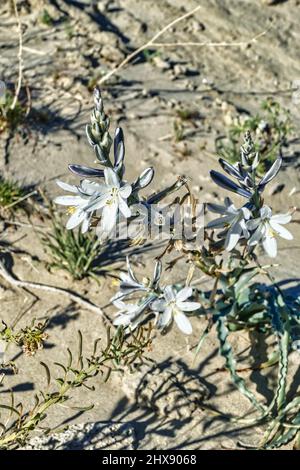 Blühende Wüstenlilie (Hesperocallis undulata) in der Mojave-Wüste in Südkalifornien Stockfoto