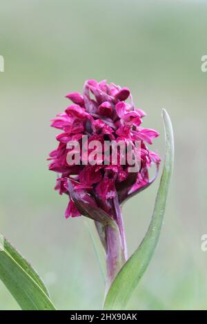 Early Marsh Orchid, Dactylorhiza incarnata, ssp coccinea, Hebriden, Schottland, VEREINIGTES KÖNIGREICH Stockfoto