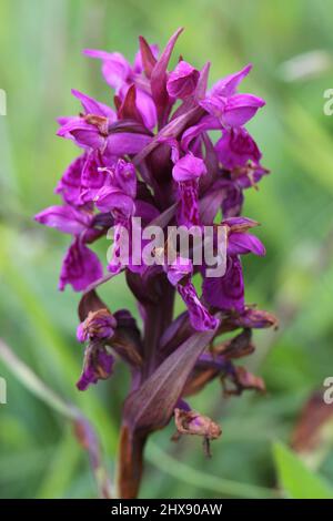 Hebridean Marsh Orchid, Dactylorhiza ebudensis (auch bekannt als Dactylorhiza traunsteinerioides ssp. francis-druckei var.ebudensis), Hebrides, Schottland, Großbritannien Stockfoto