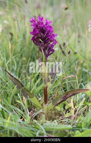 Hebridean Marsh Orchid, Dactylorhiza ebudensis (auch bekannt als Dactylorhiza traunsteinerioides ssp. francis-druckei var.ebudensis), Hebrides, Schottland, Großbritannien Stockfoto