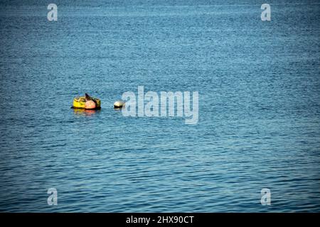 Sonniger Blick vom Hafen von Paignton an der herrlichen englischen riviera Stockfoto