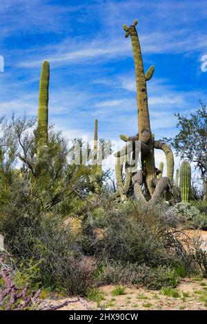 Riesiger alter saguaro Kaktus mit verdrehten Ästen in der trockenen Sonoran Wüste im Saguaro National Park, nahe Tucson, Arizona, USA. Stockfoto
