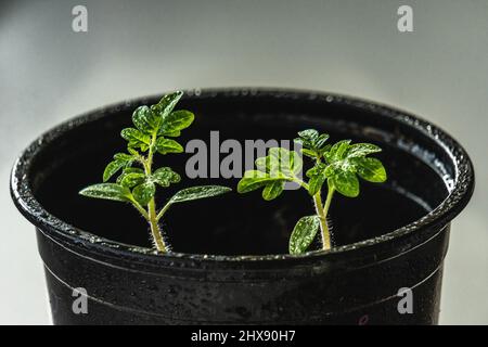 Nahaufnahme von Tomatensprossen in einem schwarzen Kunststoffbehälter Stockfoto