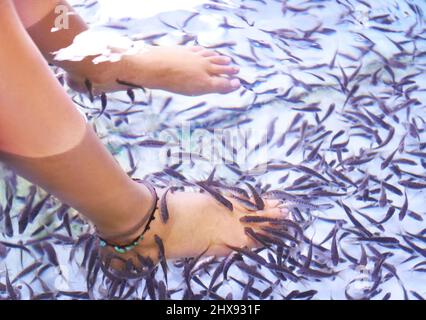 Ungewöhnliche Schönheitsbehandlung. Die Füße von jemandem, der eine entspannende Pediküre-Behandlung von Hunderten von kangal-Fischen - Thailand bekommt. Stockfoto