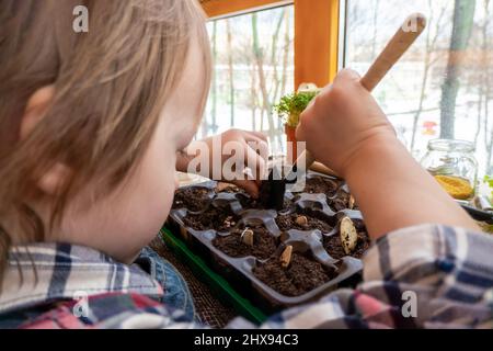Junge Pflanzen Kürbis und Erbsensamen in Torftabletten in einem kleinen Gewächshaus Stockfoto