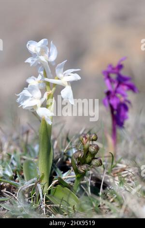 Frog Orchid, Dactylorhiza viridis, (weiße var alba und normale frühe Purple Orchids, Orchis mascula), Shetland, Schottland, Großbritannien Stockfoto