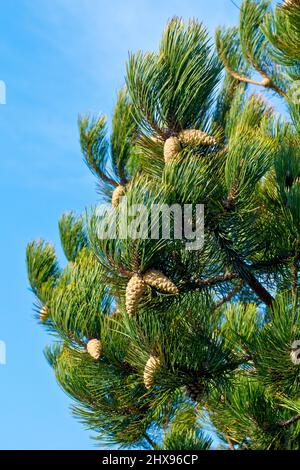 Schwarzkiefer (pinus nigra), Nahaufnahme eines Baumes, der die Nadeln und Kegelhaufen vor einem blauen Himmel zeigt. Stockfoto