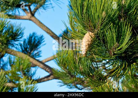 Schwarzkiefer (pinus nigra), Nahaufnahme eines Baumes, der die Nadeln und einen Kegel gegen einen blauen Himmel zeigt. Stockfoto