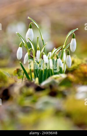 Schneeglöckchen (galanthus nivalis), Nahaufnahme einer kleinen Gruppe von Pflanzen, noch im Keim, isoliert durch einen unfokussierten Vorder- und Hintergrund. Stockfoto