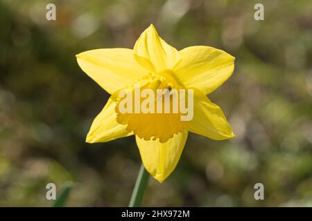 Eine einzelne gelbe Narzisse, isoliert mit Bokeh-Hintergrund. Frühjahrskonzept. Stockfoto