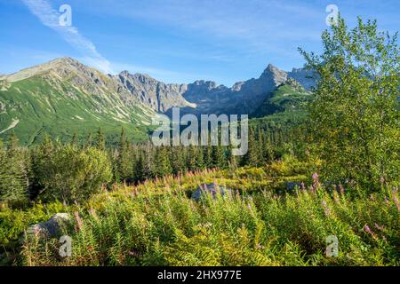 Grüne Wiesen mit großen Gipfeln im Hintergrund. Gasienicowa Valley. Tatra Mountains. Stockfoto