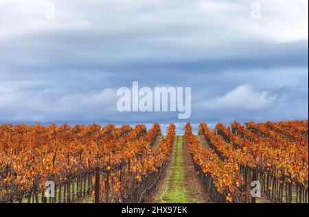 Über dem Weinberg im Napa Valley, Kalifornien, USA, nähert sich ein Spätherbstregensturm. Stockfoto