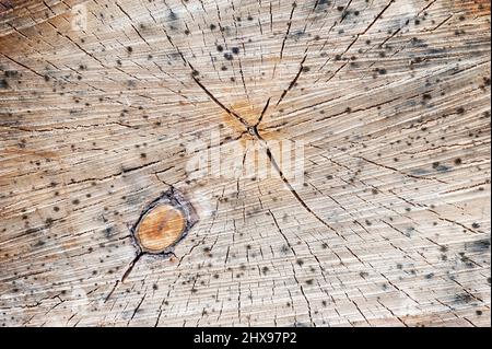 Abstrakte Abbildung eines Birkenstammquerschnitts Stockfoto