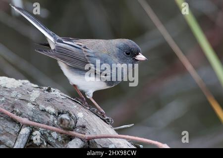 dunkeläugiger junco im Herbst Stockfoto