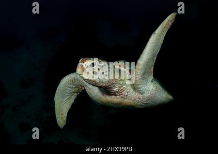 Eine Schildkröte schwimmend unter dem Wasser, Balicasag Insel, Philippinen Stockfoto