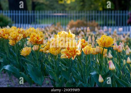Eine Reihe blühender Tulpen im Park, Sankt Petersburg, Russland Stockfoto