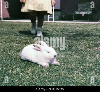 Junges Mädchen in gelbem Kleid, das in einem Hinterhof auf ihr weißes Kaninchen zugeht. 1964 Stockfoto