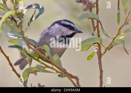 Ein Bergchickadee, Poecile gambeli, thront auf einem Ast Stockfoto