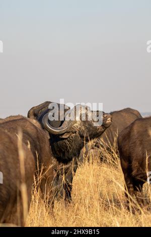 Afrikanischer Büffelbulle mit der Reaktion der Flehmen, Kruger National Park Stockfoto