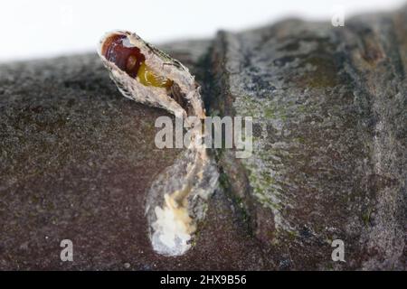 Apfelmuschelschuppen oder Austernschuppen (Lepidosaphes ulmi), parasitiert von einer winzigen parasitären Wespe aus der Aphelinidae-Familie – Aphytis. Stockfoto