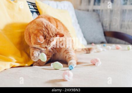 Verspielte niedliche Ingwer-Katze, die zu Hause mit Ostereiern spielt. Haustiere haben Spaß auf der Couch. Symbol für Frühlingsferien. Neugieriges Tier Stockfoto