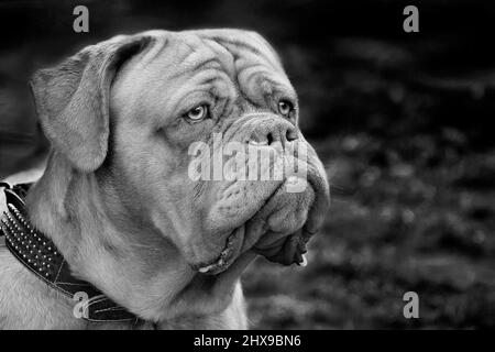 Hunderasse Mastiff einer Dogge de Bordeaux auf dunklem Hintergrund - Porträt, groß mit wachsamen Augen, selektiver Fokus in schwarz weiß Stockfoto