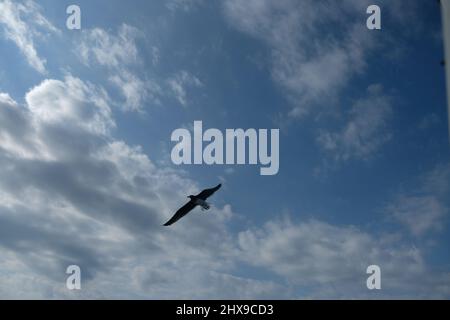 Die Möwe fliegt über dem Himmel in Umluj Saudi-Arabien Stockfoto