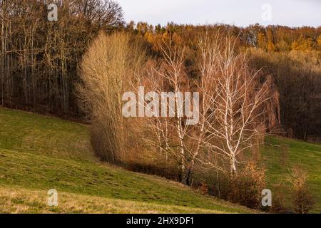 Ländliche Landschaft mit Hügeln, Bäumen und Sträuchern entlang einer Reihe von Birken Stockfoto