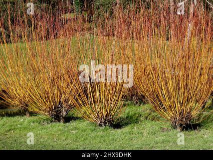 Architektonischer Kornusstrauch mit roten und orangen Stielen ohne Laub im Winter Stockfoto