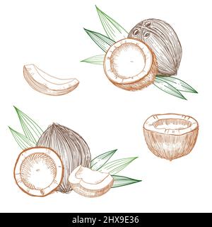 Handgezeichnete Kokosnuss-Skizze. Ganze und halbe Kokosnüsse und Palmblätter. Linie Kunst Vintage-Stil tropischen Vektor Lebensmittel Illustration. Stock Vektor