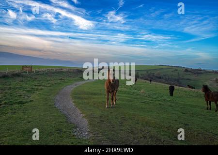 Ponies-Equus ferus caballus grasen auf den South Downs, Brighton, Sussex, Großbritannien Stockfoto