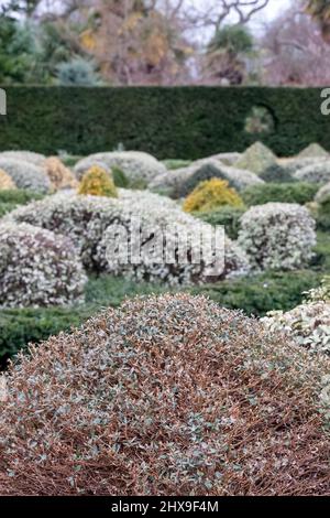 Der formelle Knot Garden mit gepflegten konusförmigen Büschen und Hecken, fotografiert im RHS Wisley Garden, in der Nähe von Woking, Surrey, Großbritannien Stockfoto