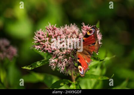 Nahaufnahme eines farbenfrohen Schmetterlings des europäischen Pfaus (Aglais io), der auf einer umbelliferen Blüte sitzt und an seinen markanten Augenflecken erkennbar ist Stockfoto