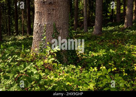 Baumstämme von Fichten, umgeben von Brombeeren in einem Nadelwald, in der Nähe von Hämelschenburg, Weserbergland, Deutschland Stockfoto