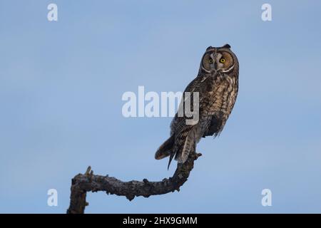 Waldohreule Stockfoto